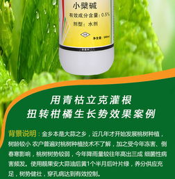 草莓病害防治與營(yíng)養(yǎng)健康咨詢